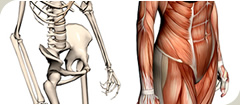 Illustration of female hip anatomy: Bone and muscle.
